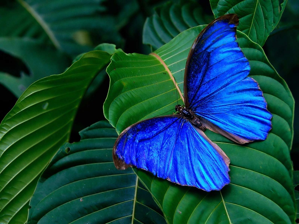 borboleta-azul.jpg